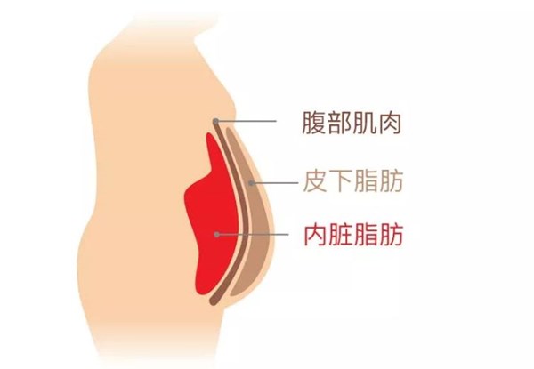 世界杯投注为您讲解:内脏脂肪要怎么减